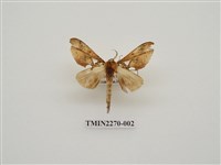 藏品(錦舟蛾)的圖片